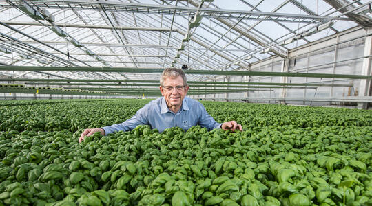 pH värdet i växthusodling