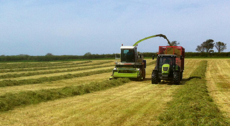 maishakselaar aan het oogsten met dumpwagen