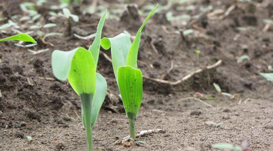 Pousses de maïs en croissance