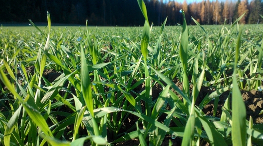 Yara N-Barometer - resultater 2018