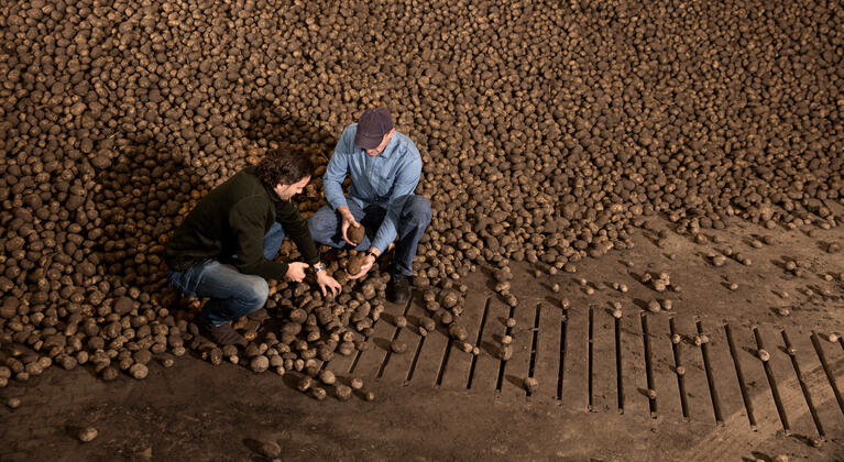 Boer en adviseur bij bulk aardappelen in schuur
