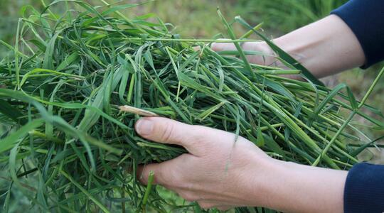 Nurmi tarvitsee riittävästi typpeä