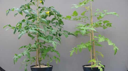 Close Tomato, Nitrogen Deficiency vs. Optimum