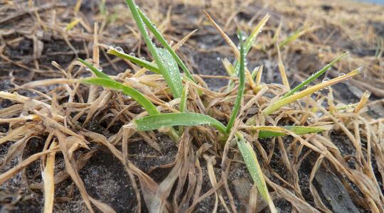 Protección contra heladas