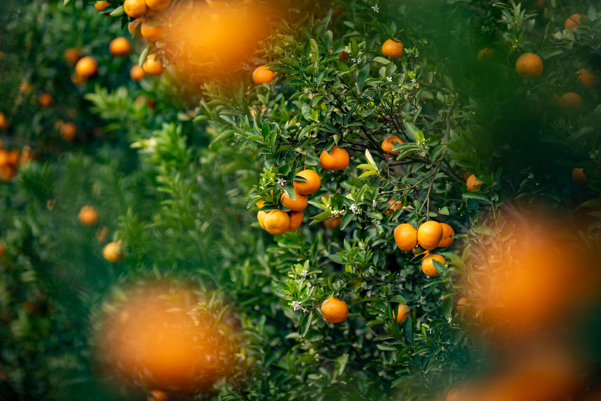 Ripe healthy oranges hanging from tree 
