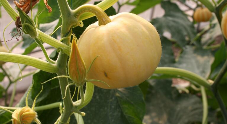 melon