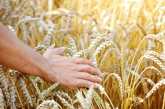 Råd til kornbonden