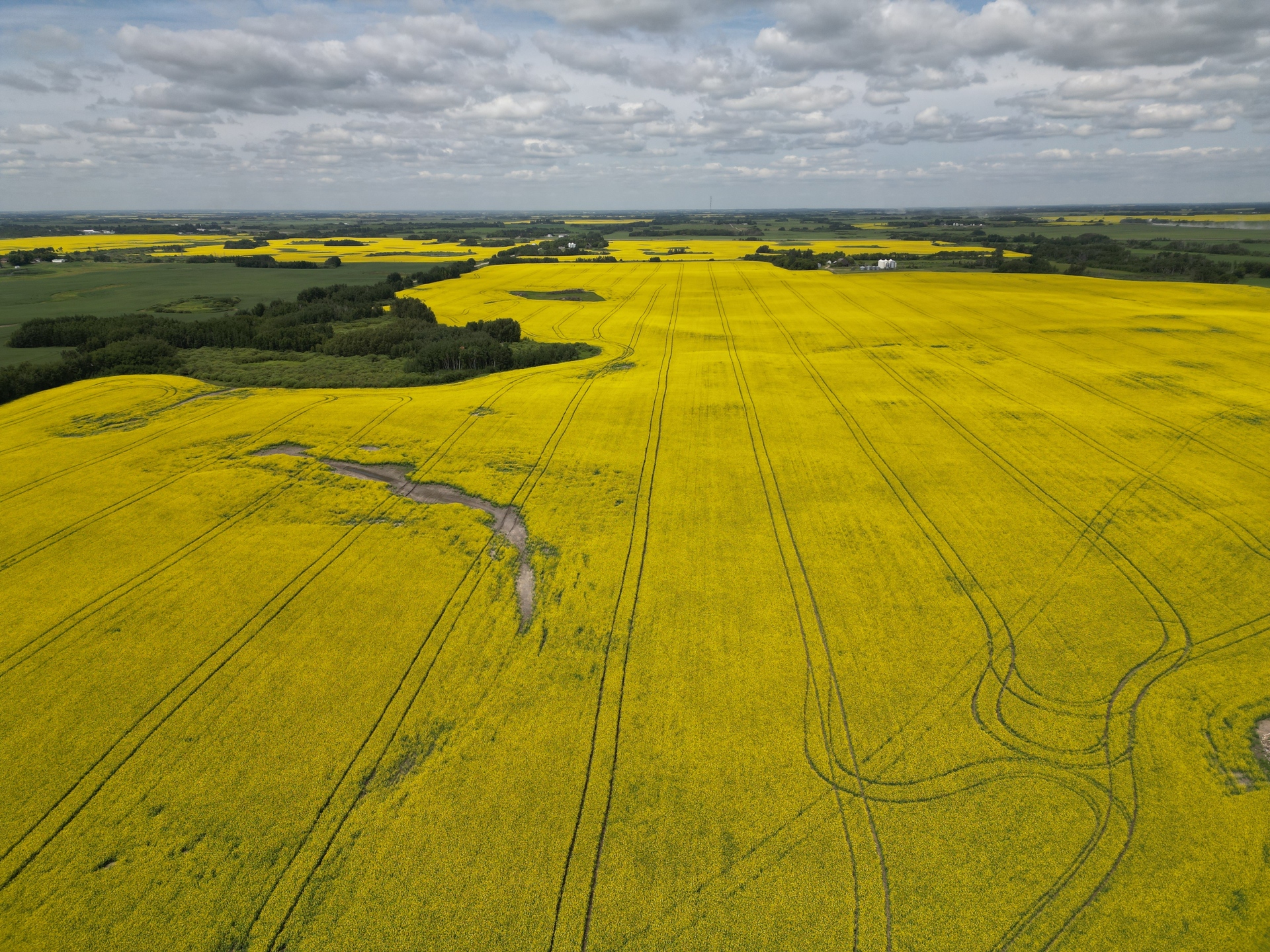 Field of canola grown with YaraVera™