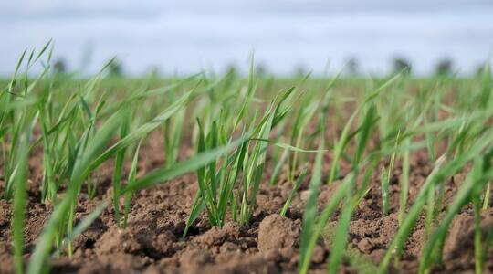 Close-up van grond met tarweplanten