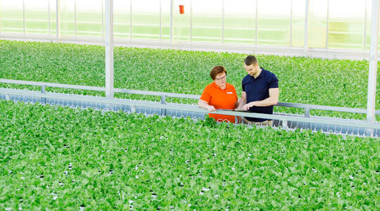 Två personer i ett växthus med sallat