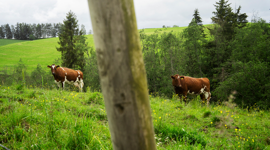 Grazende koeien op helling in Noorwegen