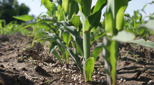 YaraBela® - Engrais azotés