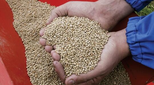 4-Punktsgaranti - Indhold