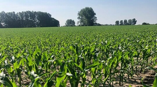 Maisveld in Herzele