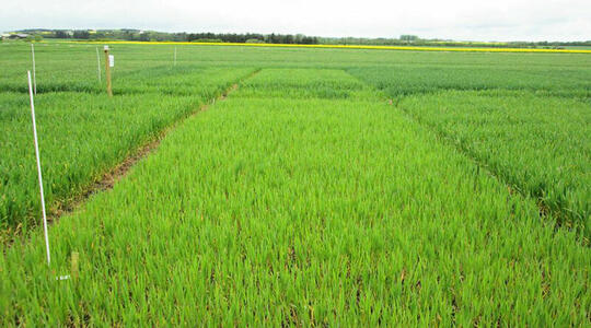 Yara N-Barometer 2019