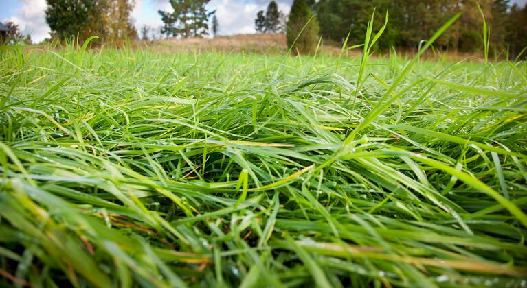 close-up van grasland