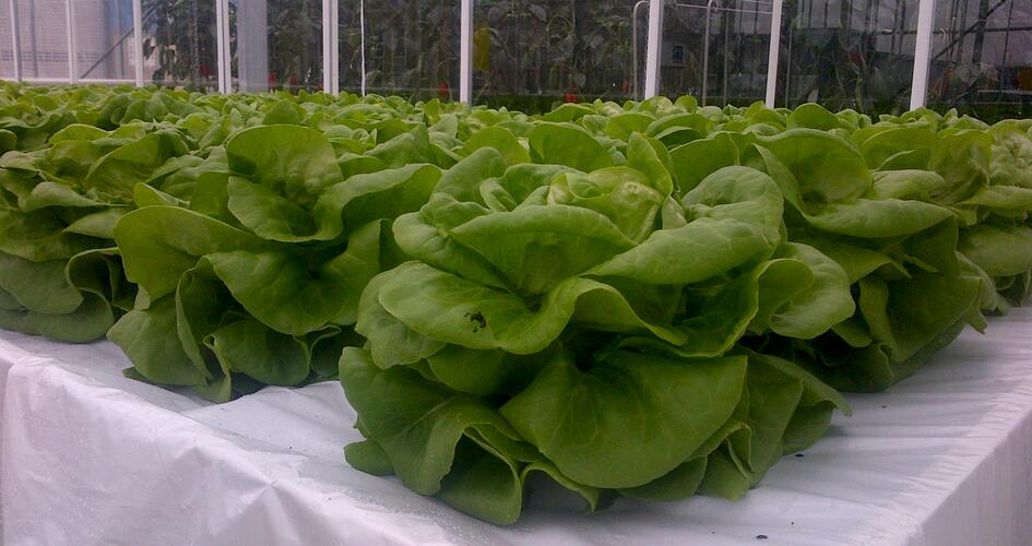 Sla in de kas van Yara Vlaardingen