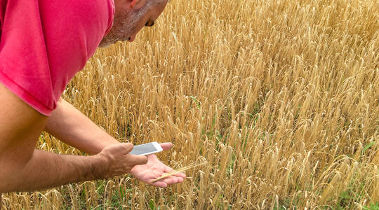 Man maakt met smartphone foto van gebreksverschijnsel in tarwe