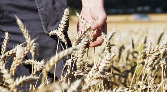 Hiver humide et fertilisation