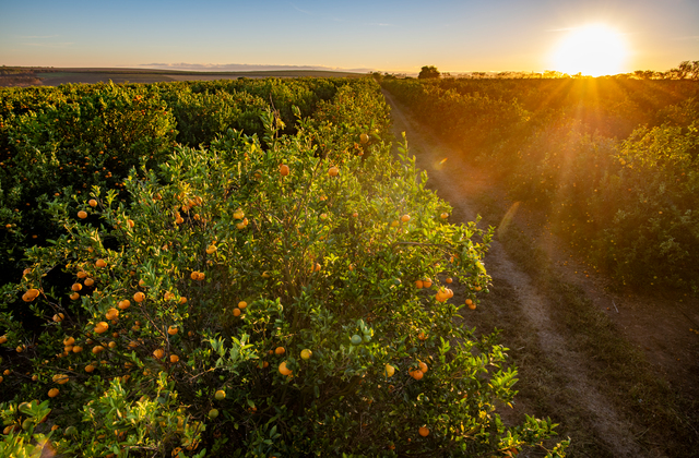 Manejo e Produção de Citros – Dicas Essenciais para Cultivo
