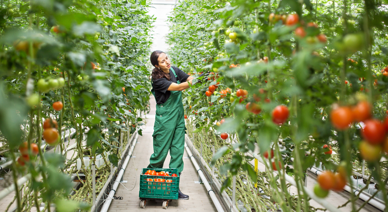 Vrouw plukt tomaten in kas