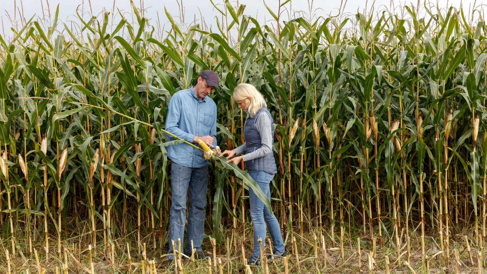 Agronomen van Yara bekijken maïs in het veld