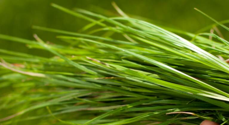 Selenium enriched grassland fertilisers for healthier livestock