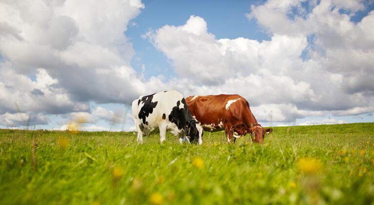 GrasActueel november 2020