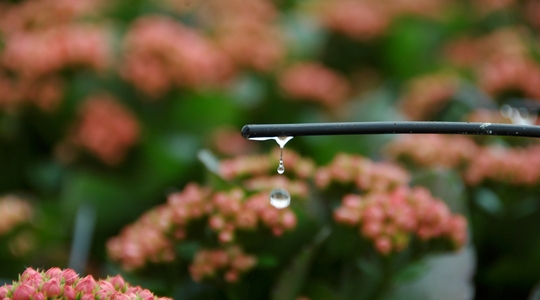 Close-up van fertigatie met druppel uit slang