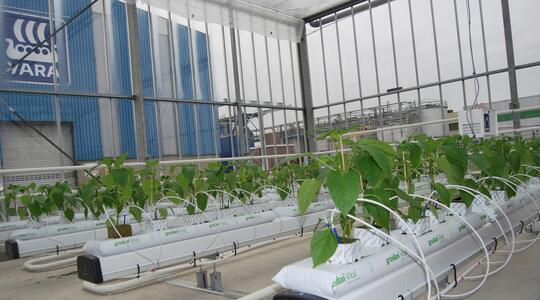 Foto van planten in de kas van Yara in Vlaardingen
