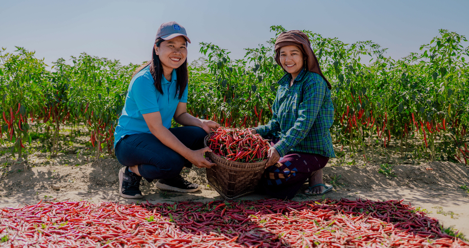 Agronomist and chili farmer