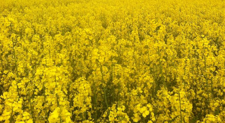 Rapsfält