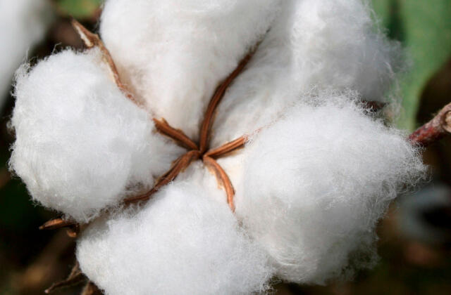 algodão