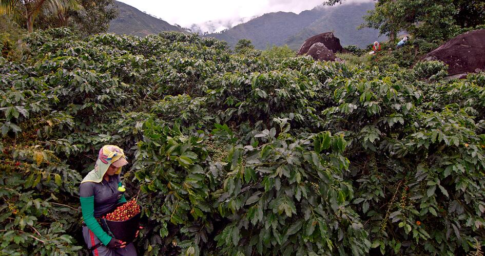 Coffee farm in Colombia