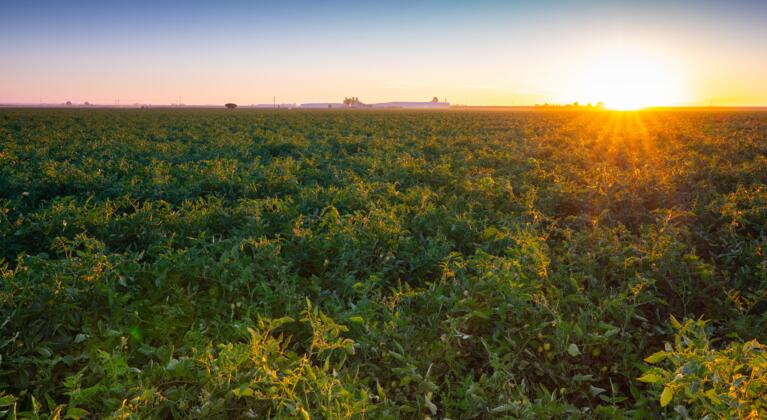 tomato field