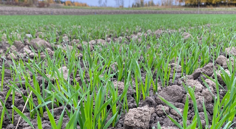 Wintertarwe in het najaar