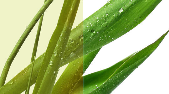 Kuo Fosforas yra naudingas pasėliams?