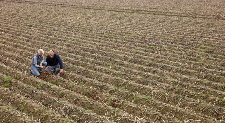 man en vrouw in veld met aardappelen