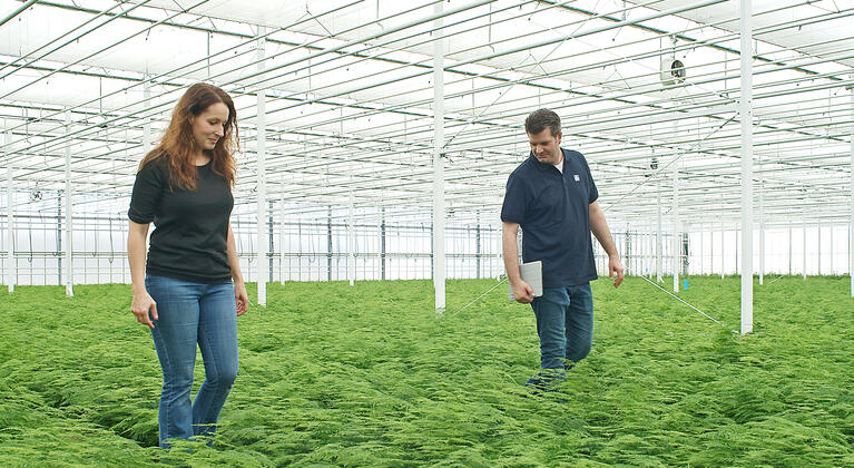 Fertigation Photoshooting The Netherlands - Asparagus