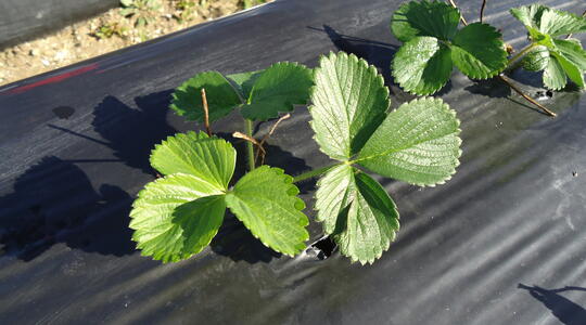 Mansikka hyötyy myöhäisemmästä syyslannoituksesta.