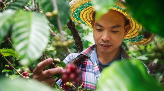 Coffee bean farmer