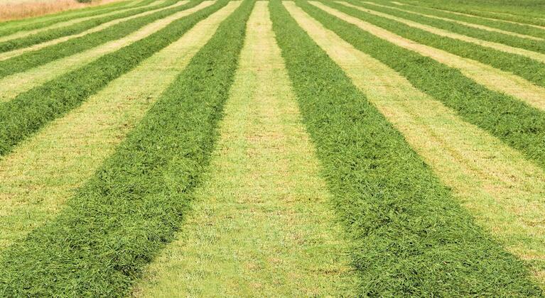 Gemaaid gras op het grasland