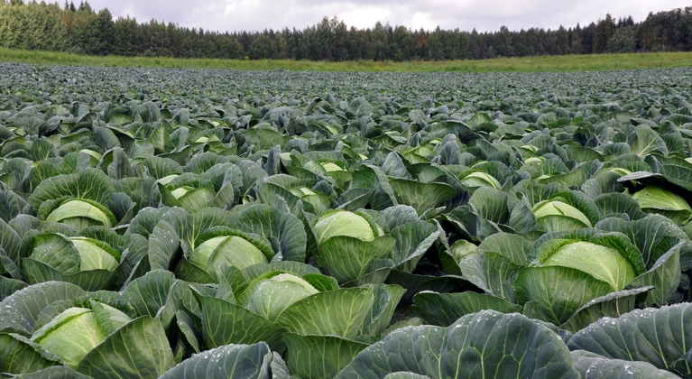 Koolgewassen in veld met bos 
