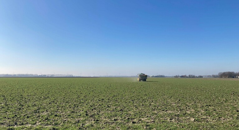 Kunstmest strooien op tarweland
