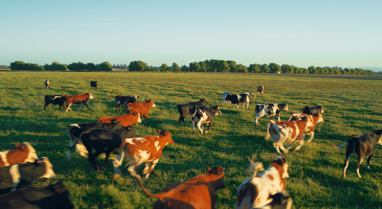Koetjes rennen het grasland op