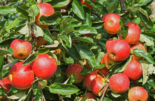 macieira com frutos