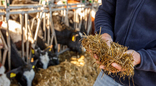 Boer toont ingekuild gras in stal met koeien op achtergrond