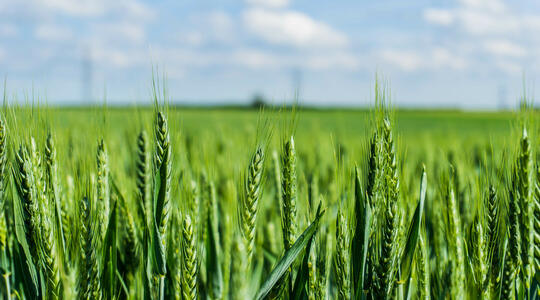 gezond graan in veld 