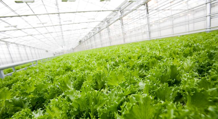 Foto van sla in de kas