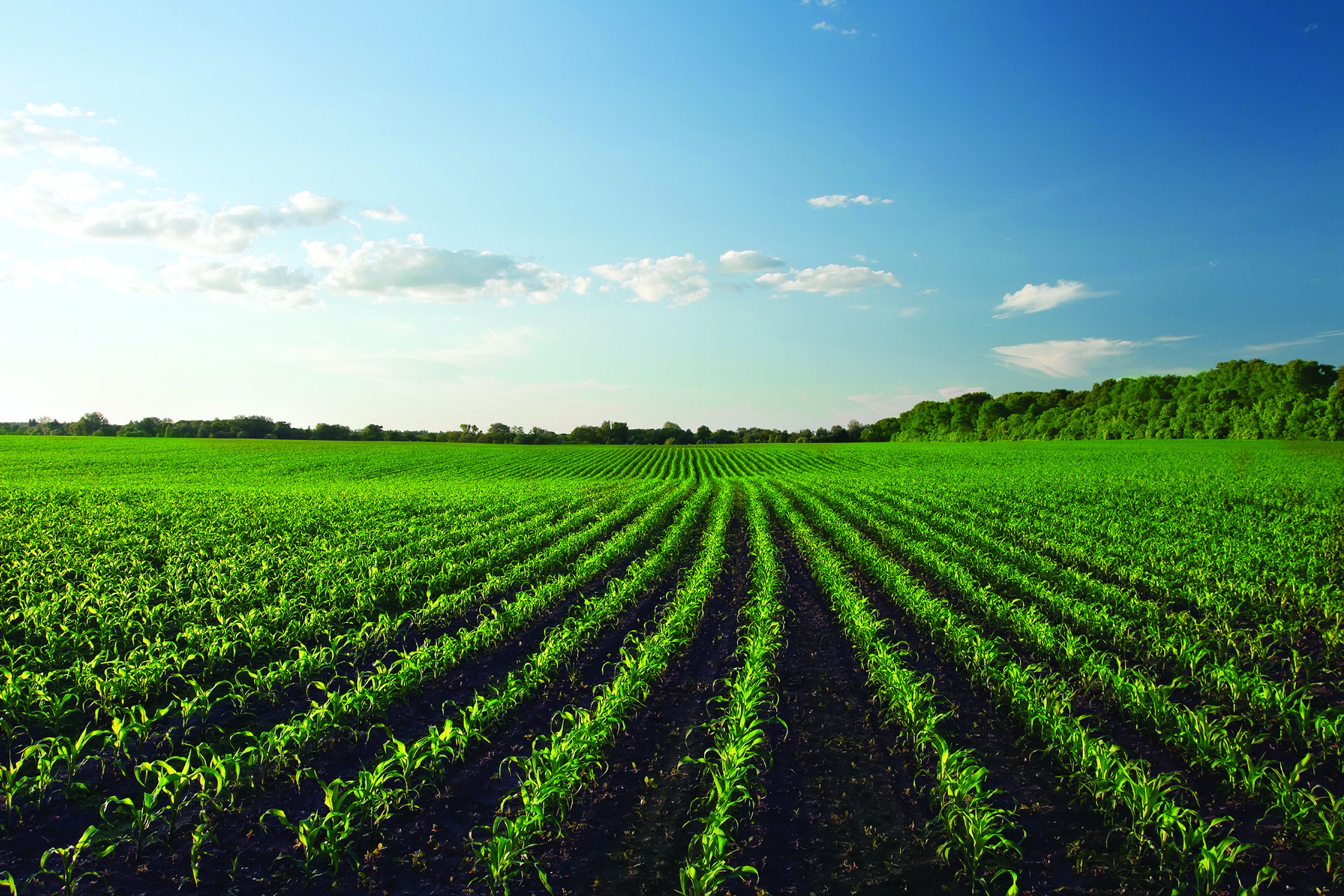 Field of Maize grown with YaraMila™